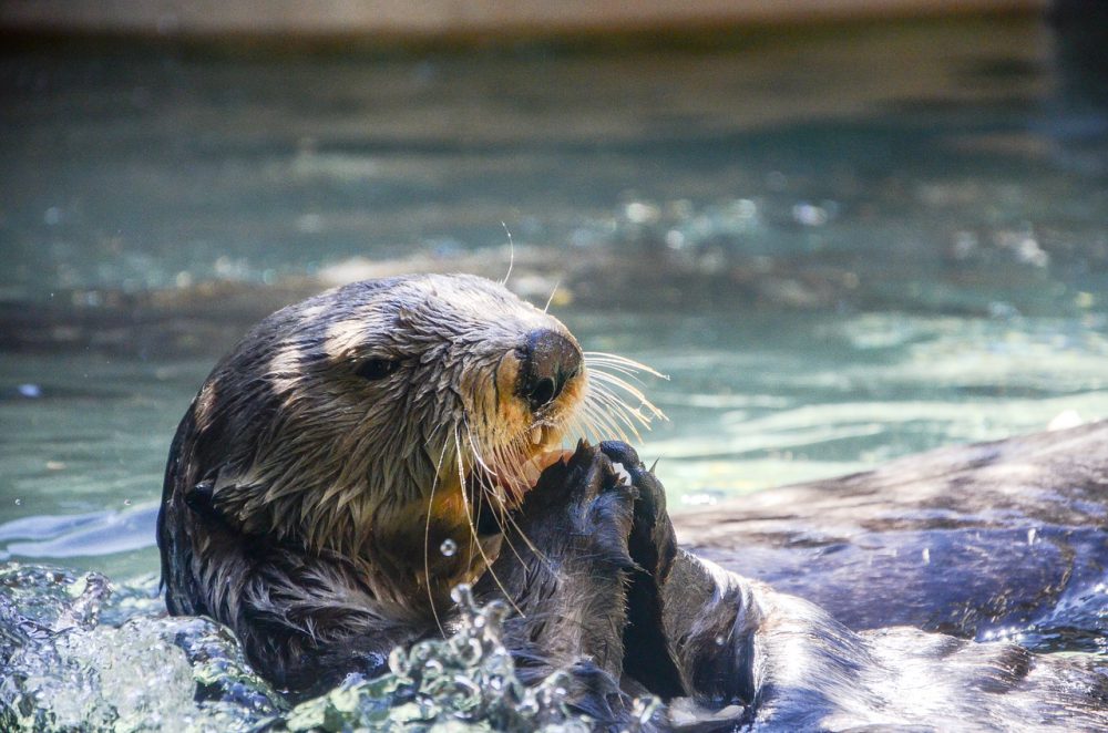 水族館巡り